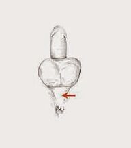 Músculos de potencia y su tensión para aumentar la potencia.